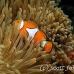 anemonefish_falseclown_nus_h_0705_png1886.jpg